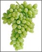 Thompson Seedless